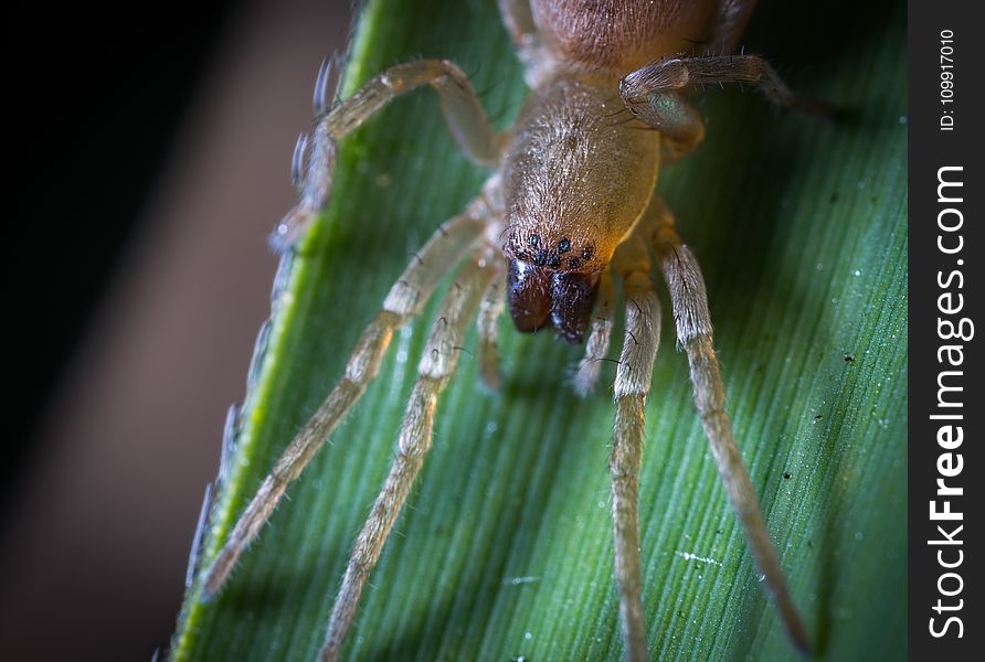 Close-up Photography of Yellow Spider on Green Leaf