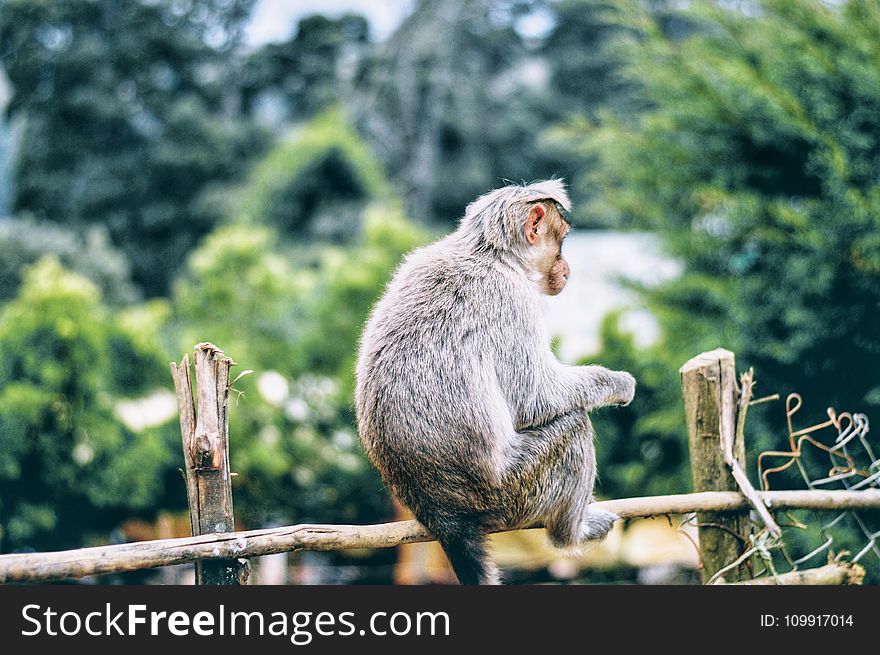 Gray Monkey on Brown Wooden Fence