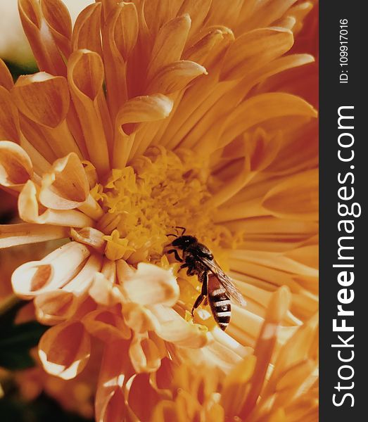 Close-Up Photo Of Honey Bee On Yellow Petaled Flowers