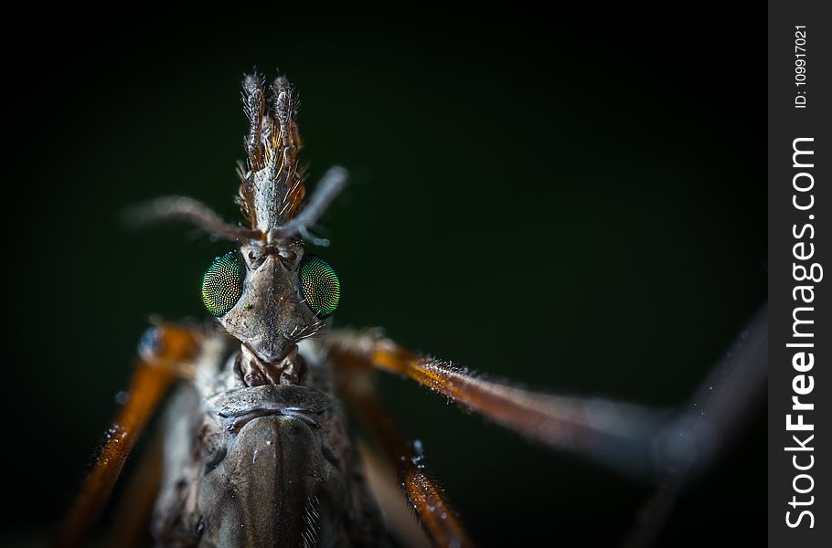 Close-up Photography of Beetle