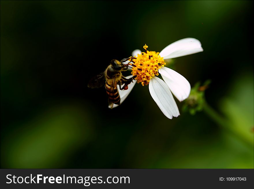 Macro Photography of Bee on White Petal Flower