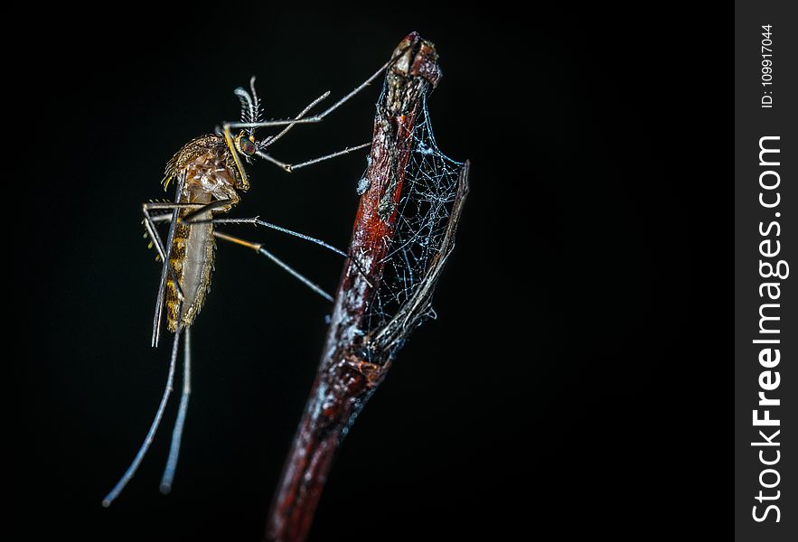 Close-up Photography of Brown Mosquito on Stick