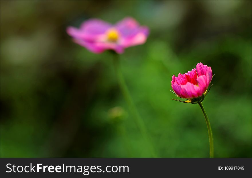 Close-up Photography Of Flower