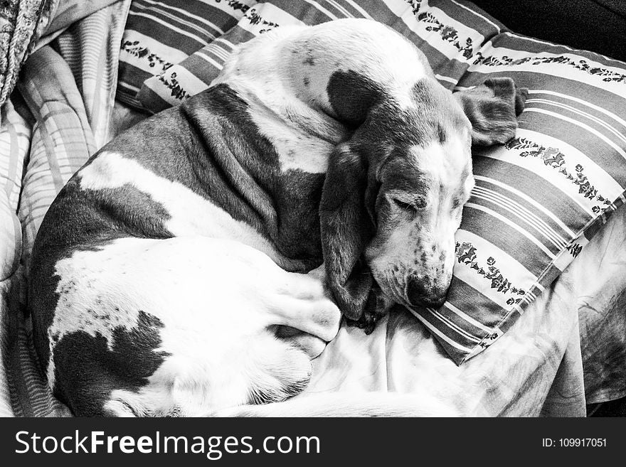 Grayscale Photography Of Basset Hound Sleeping