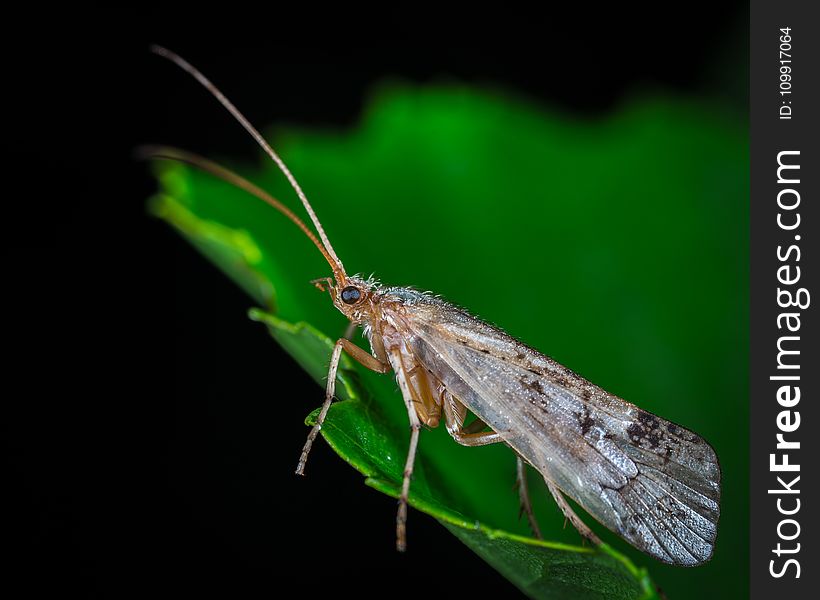 Dobsonfly on Green Leaf in Macro Photography