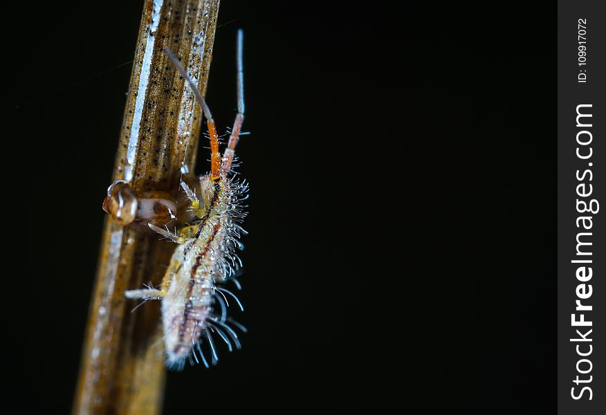 Macro Photo of a Beige and Brown Bug Larvae on Brown Stem
