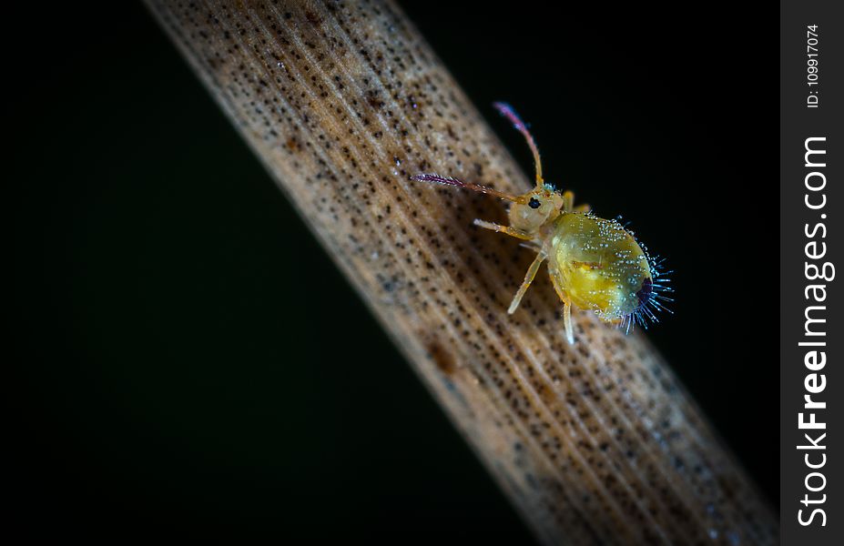Macro Photography Of Yellow Six Legged Insect