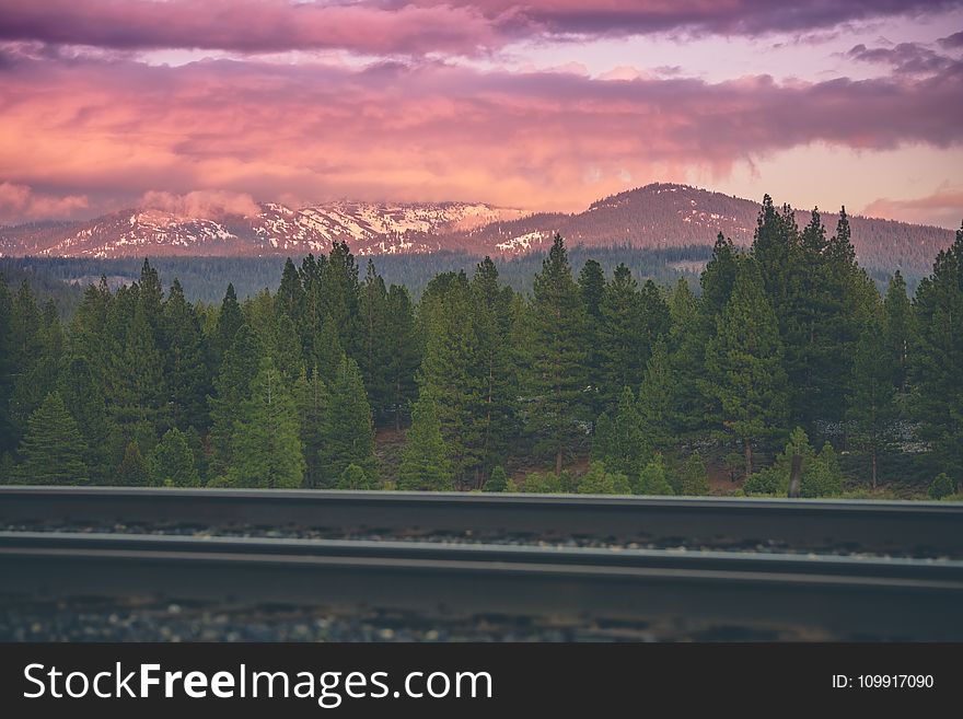 Green Pine Tree Near Mountain