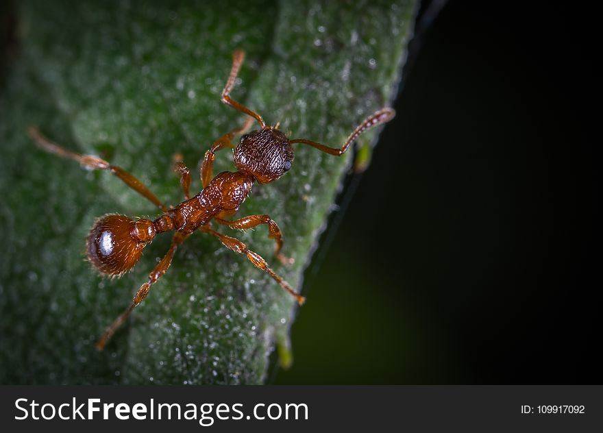 Micro Photography of Fire Ant