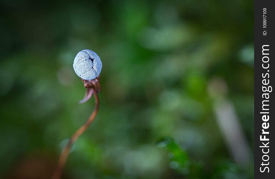 Selective Focus Photography of Blue Flower Bud
