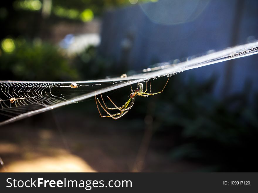 Garden Spider on Web in Close-up Photography