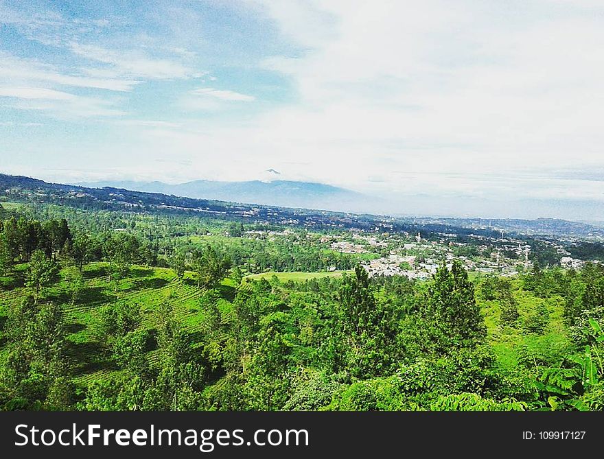 Green Plant Covered Plain With Mountain in the Background