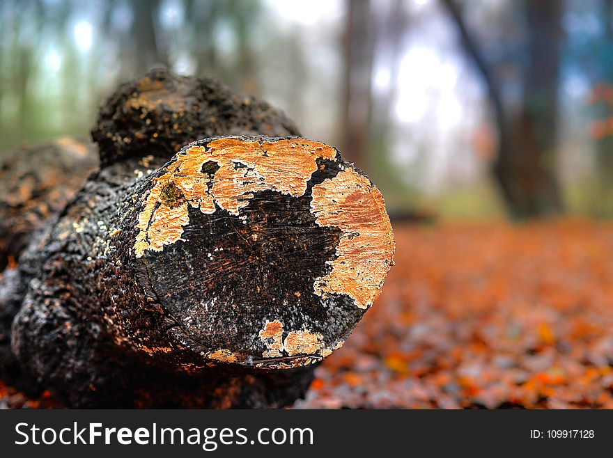Selective Photography of Wooden Log