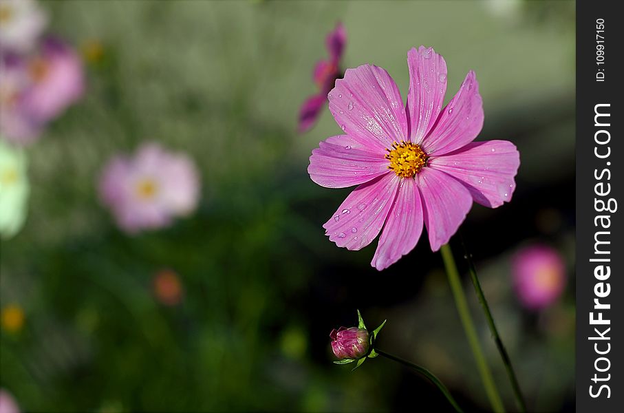 Purple Petaled Flower