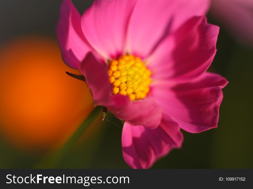 Tilt Photography of Pink Petaled Flower