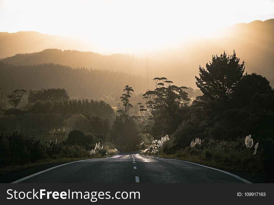 Grey Asphalt Road Surrounded by Trees