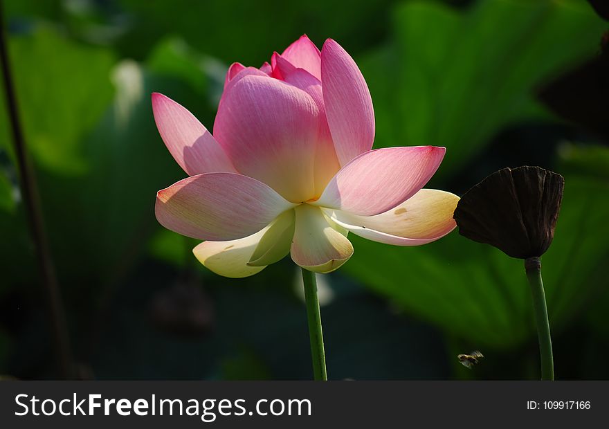 Pink Lotus Flower in Close Up Photography