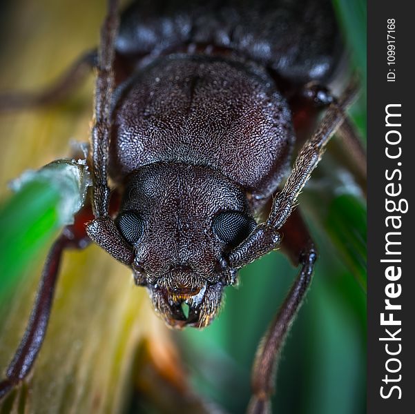 Macro Photo of a Brown June Beetle