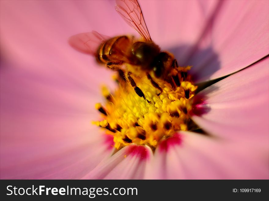 Tilt Photography of Brown Honey Bee on Pink Petaled Flower Pollen
