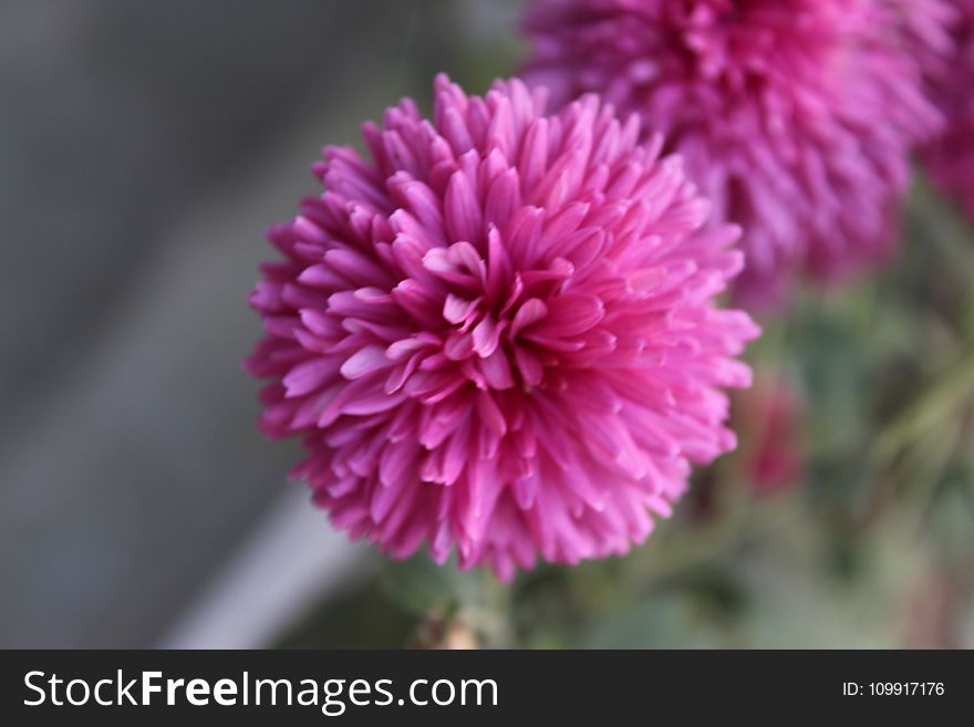 Close-up Photography of Pink Dahlia Flower