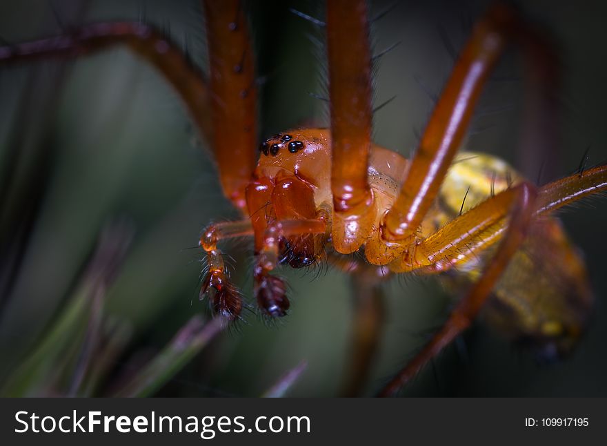 Macro Photo Of A Orchard Spider