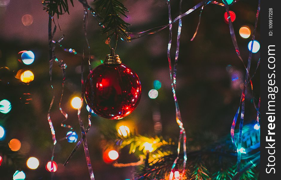 Photography Of Red String Lights Hanging On Green Trees