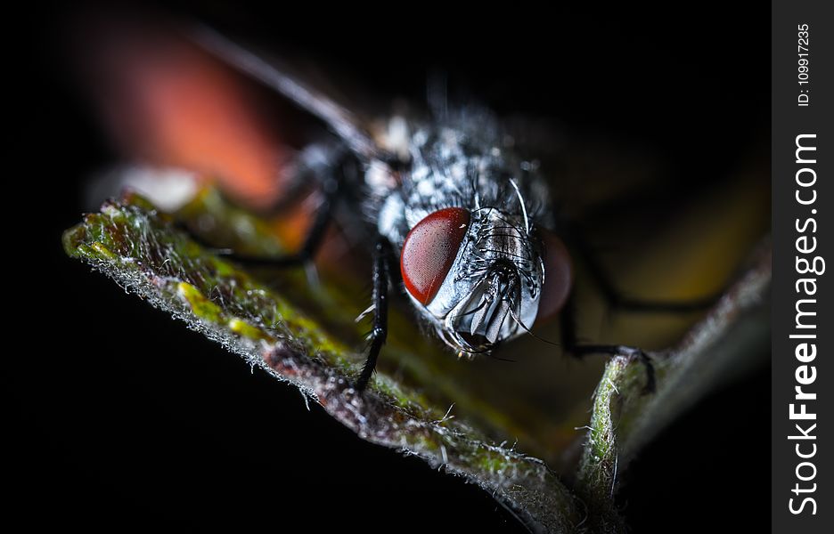 Close-up Photography Fly on Green Leaf Plant