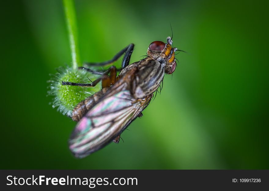 Micro Photography of Black Common House Fly