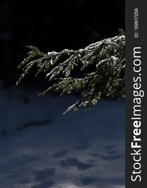 Photo of Pine Tree Leaves With Snow