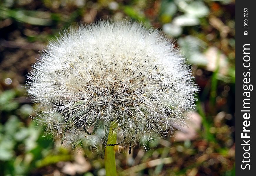 White Dandelion Closeup Photo