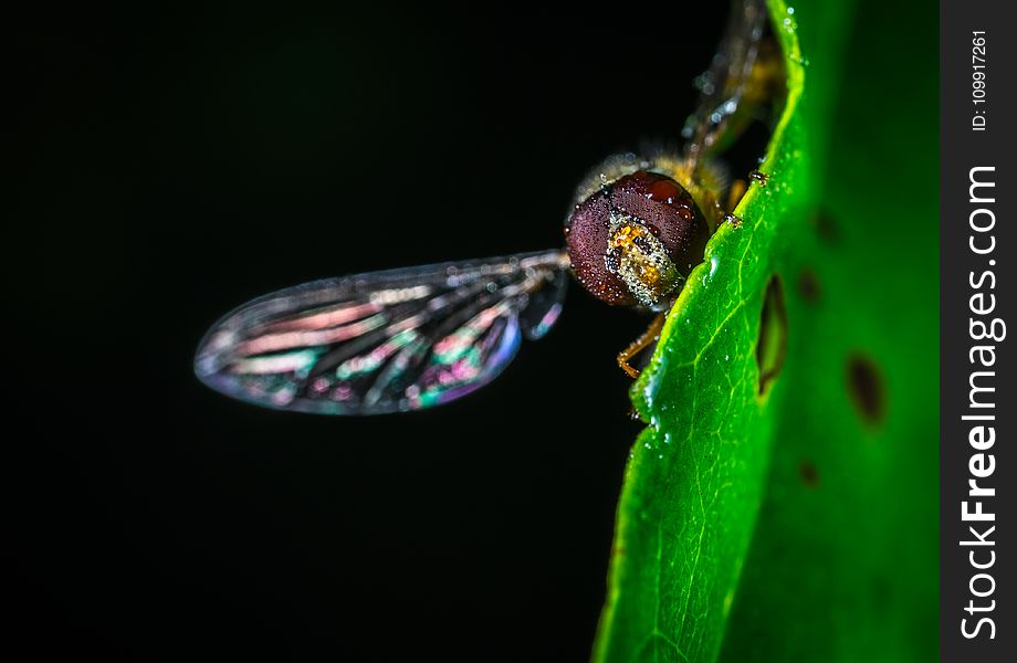 Close-up Photography of Fly on Green Leaf Plant