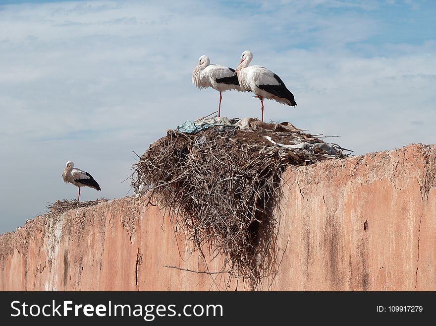 Two Birds On The Bird&x27;s Nest Under White Clouds