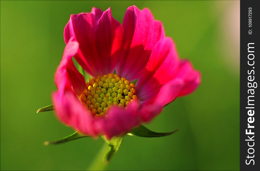 Close-up Photography Of Flower