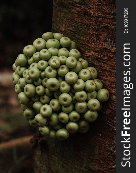 Macro Photography of Green Plant on Brown Surface