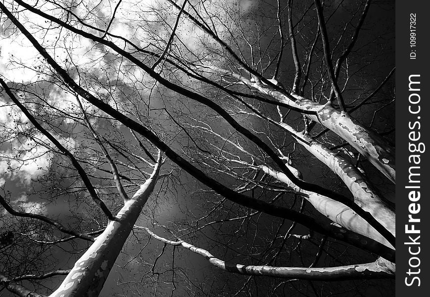 Trees Grayscale Low Angle Photography