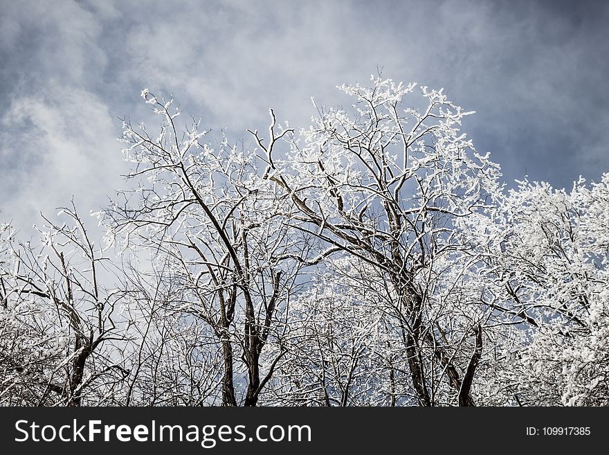 Withered Trees Covered With Snow Under Cloudy Sky