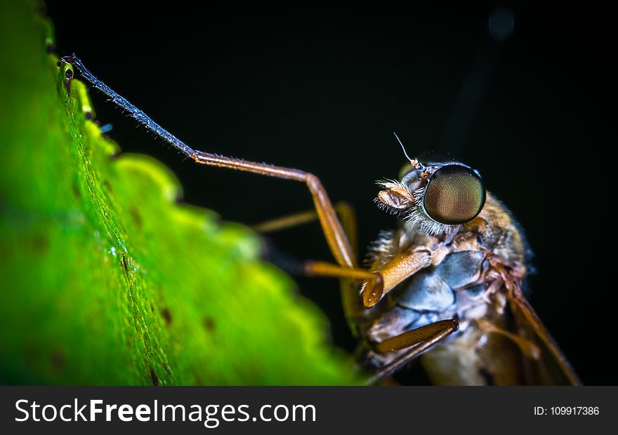Macro Photography of Brown Mosquito