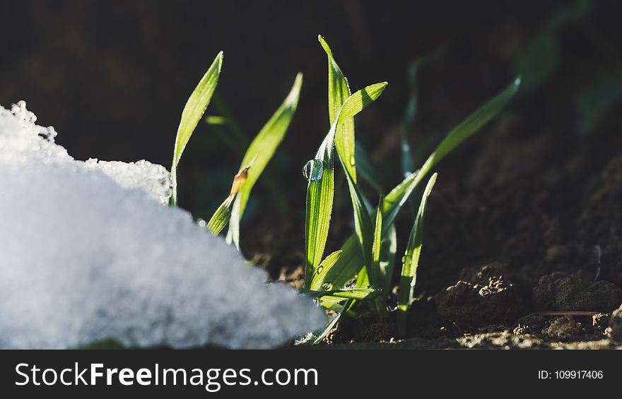 Photography Of Green Grass