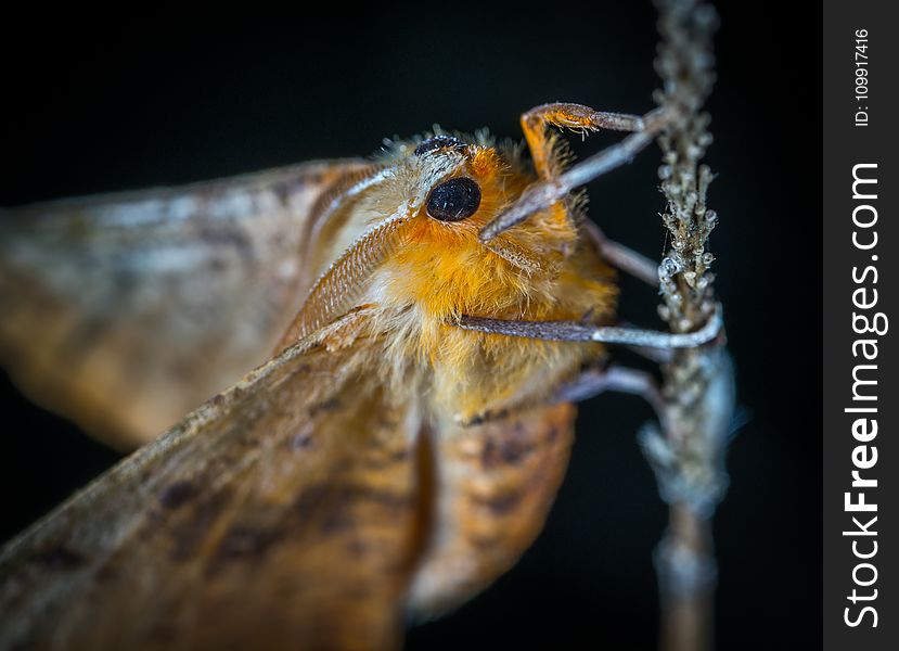 Close-Up Photography of Brown and Orange Moth