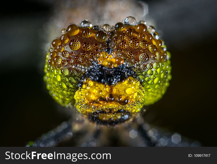 Close-up Photography Of Water Dew On Green Insect