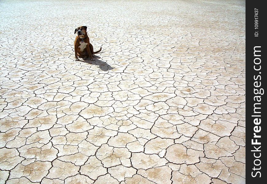 Photography of Dog Sitting on Ground
