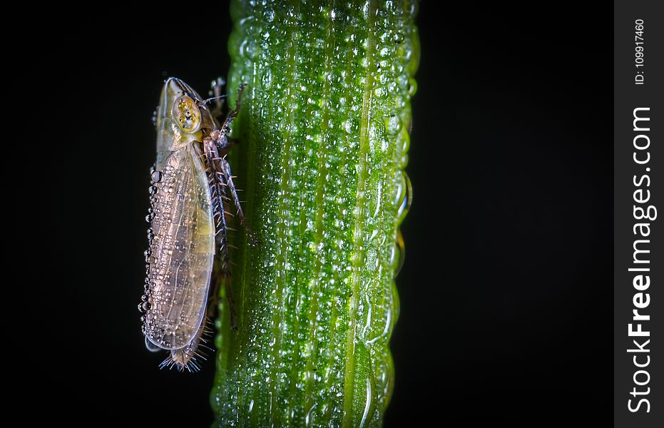 Macro Photography of Froghopper On Leaf