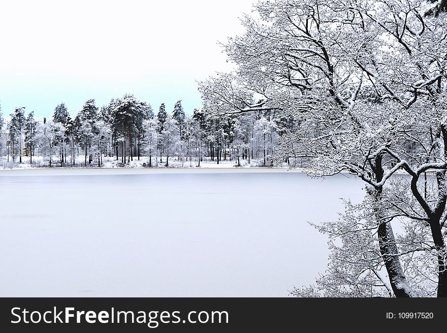 Photo of Forest With Snow