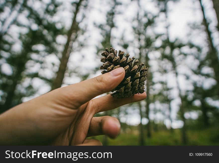Photography of Hand Holding a Pine cone