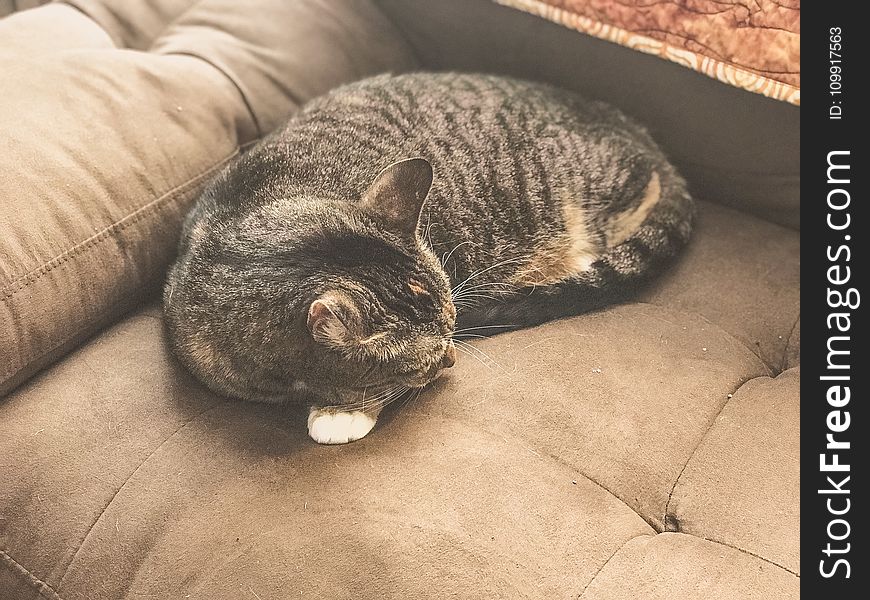 Silver Tabby Cat Sleeping on Gray Sofa