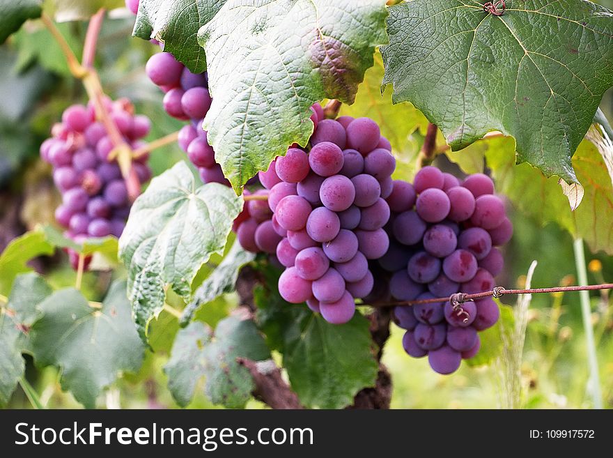 Several Bunch Of Grapes