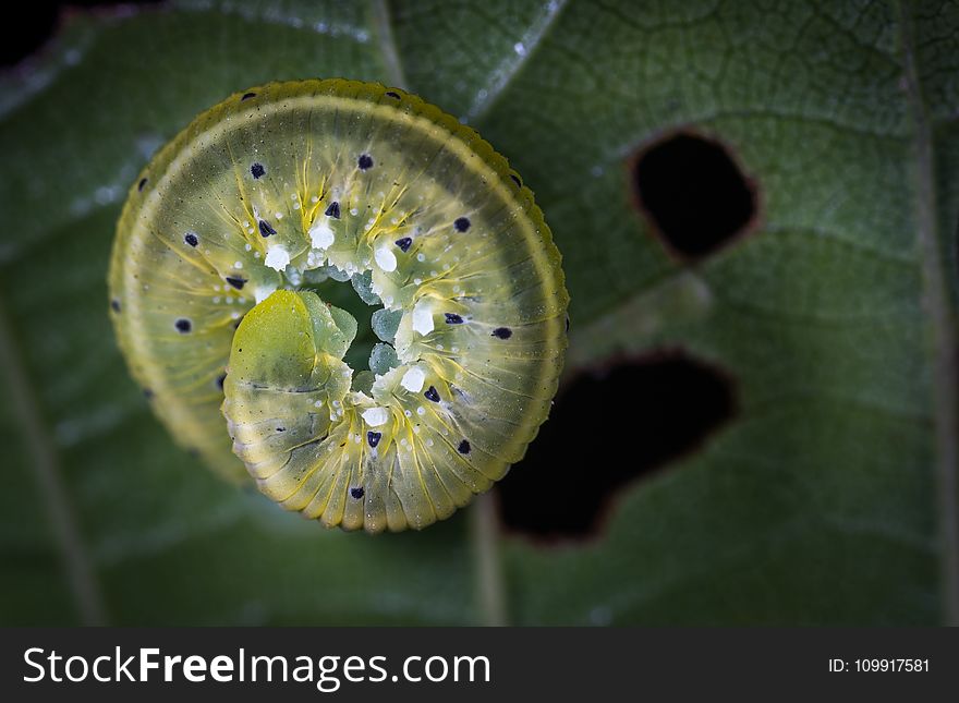 Green Caterpillar on Green Leaf Plant