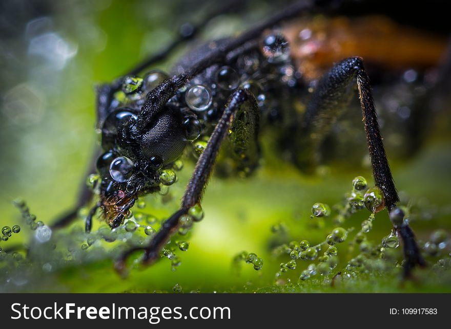 Macro Photography Of Brown Beetle With Dew Drops