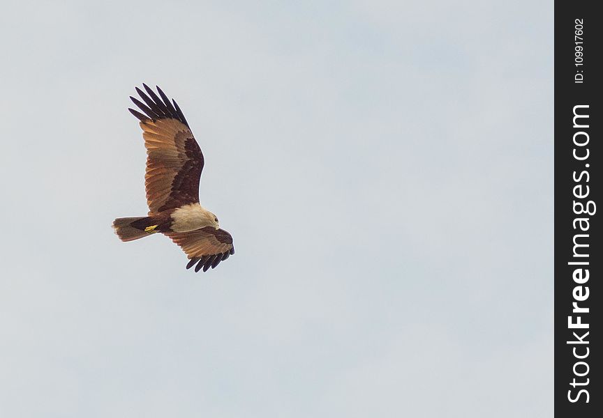 Photography of White and Brown Bird Flying