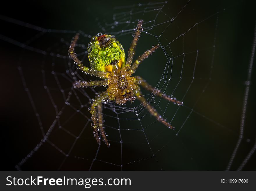 Yellow and Green Spider